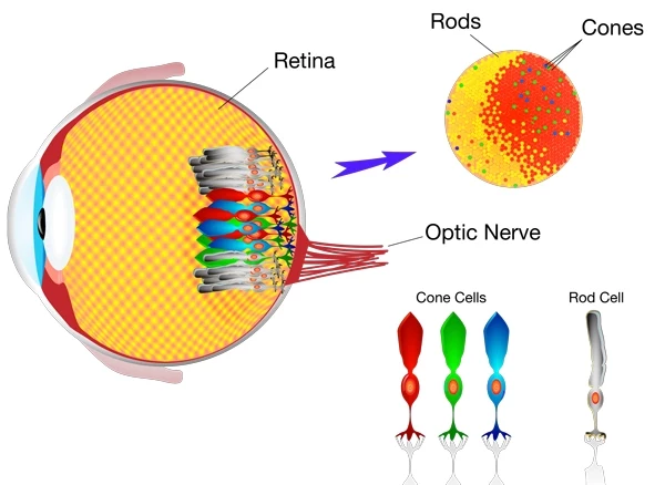 How does color vision occur