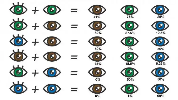 gráfico de genética de cores de olhos genes baby hazel blue