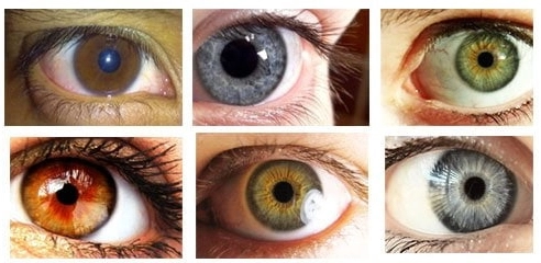 Что такое янтарные глаза и медово-карие глаза?