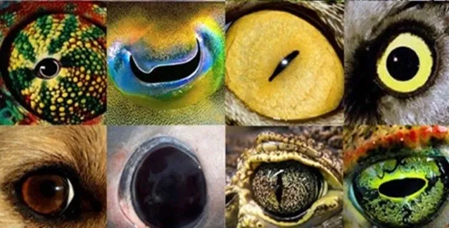 evolucion del ojo humano y color del iris