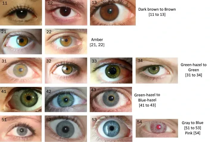 Guía de carta de color de ojos