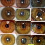 Como mudar a cor dos olhos? 6 alteração da cor dos olhos de castanho para avelã ou cor dos olhos verdes