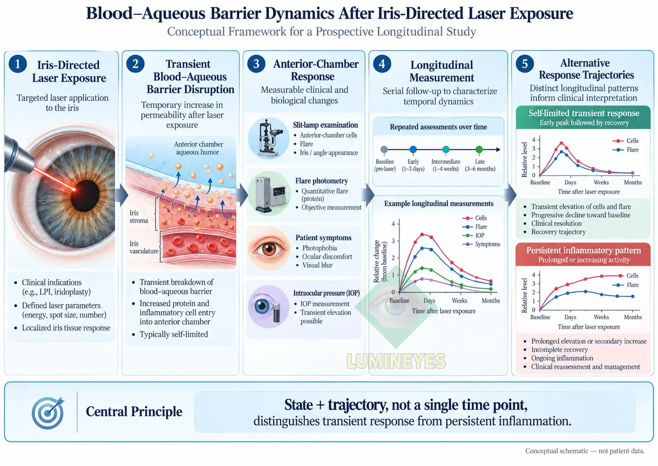 Conceptual framework of blood-aqueous barrier dynamics after iris-directed laser exposure showing transient barrier alteration, anterior-chamber response, serial measurement, and resolving versus persistent trajectories.