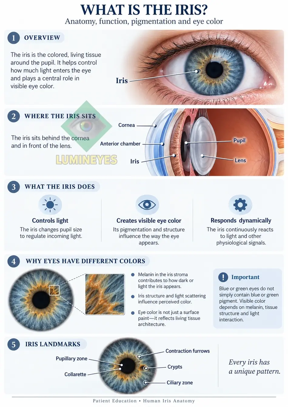 Human iris anatomy infographic showing iris location, function, pigmentation and anatomical landmarks